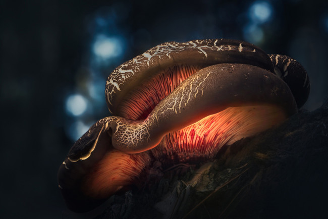 Обои картинки фото природа, грибы, осень, свет, макро, лес