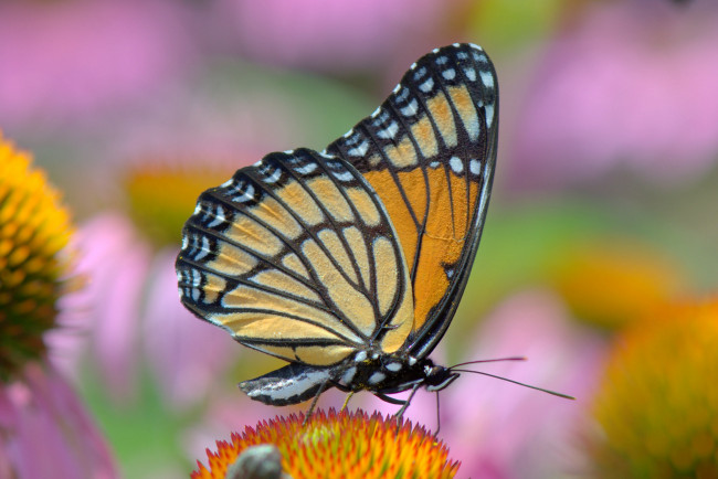 Обои картинки фото животные, бабочки,  мотыльки,  моли, расцветка, colors, butterfly, brightness, яркость, бабочка