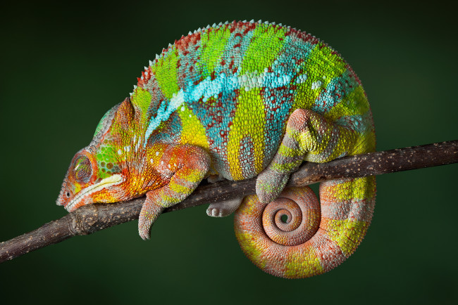 Обои картинки фото животные, хамелеоны, reptile, color, changing, chameleon