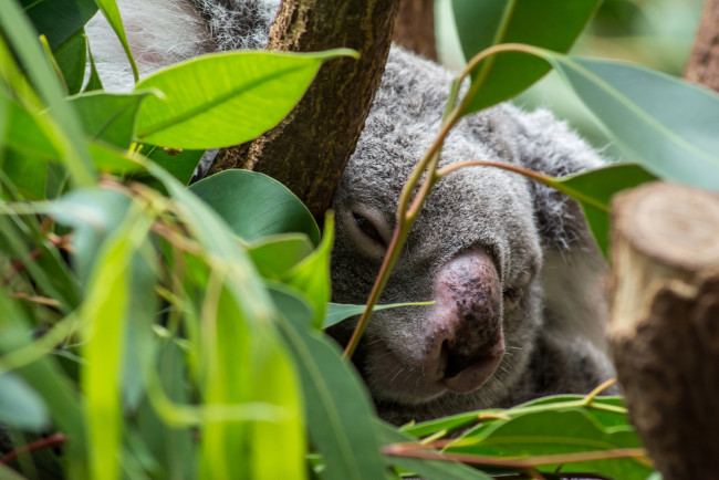 Обои картинки фото животные, коалы, коала, дерево, листья