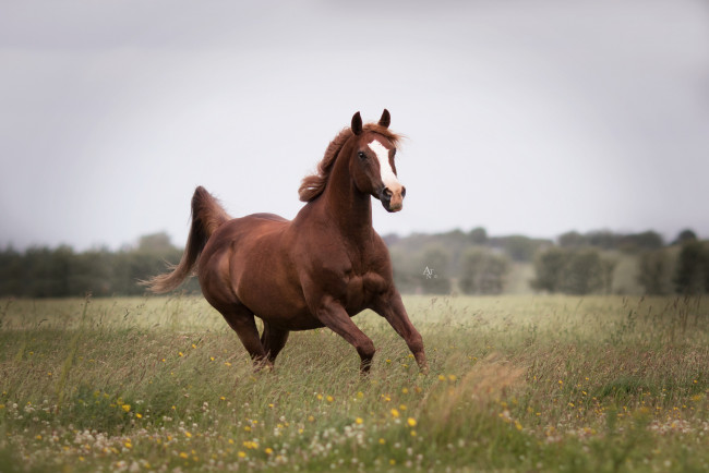 Обои картинки фото животные, лошади, handsome, animal, horse, красавцы, животное