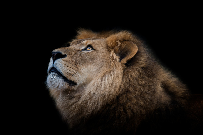 Обои картинки фото животные, львы, хищник