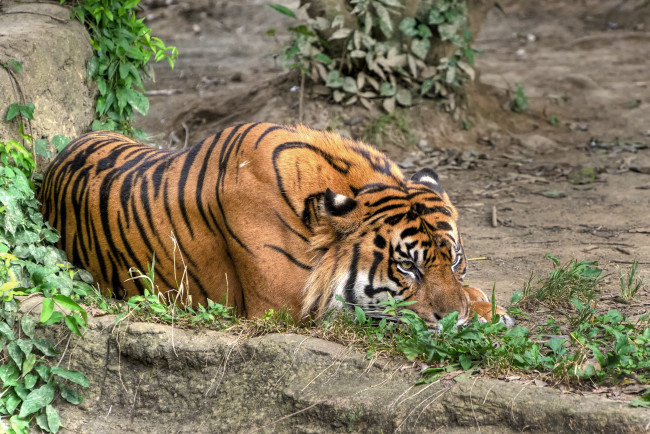 Обои картинки фото животные, тигры, лианы, камни, отдых, тигр