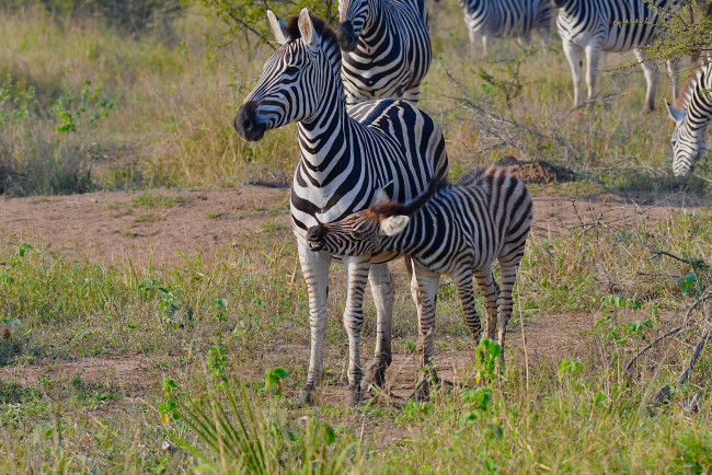 Обои картинки фото животные, зебры, мама, малыш, полосатики, зебра, природа, трава
