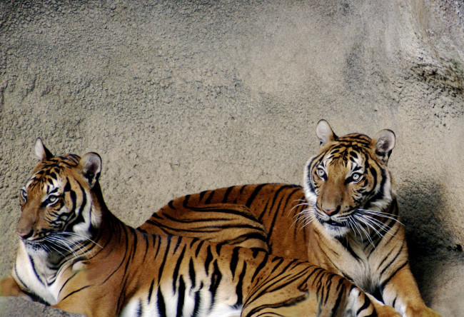 Обои картинки фото животные, тигры, стена, пара