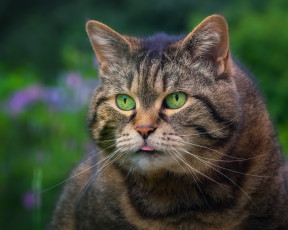 Картинка животные коты здоровяк кот котофеич мордаха портрет взгляд котэ