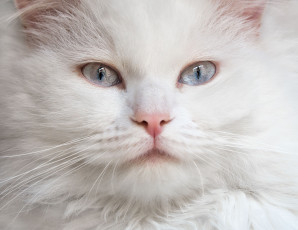 Картинка животные коты кошка взгляд голубые глаза пушистая белая мордочка