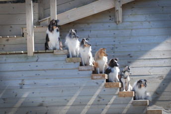 Картинка животные собаки лестница