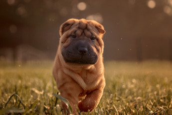 Картинка животные собаки взгляд трава мордашка собака шарпей щенок