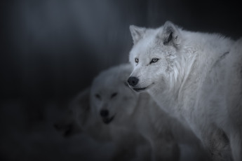 Картинка животные волки +койоты +шакалы полярный волк взгляд