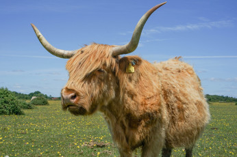 Картинка животные коровы +буйволы бык