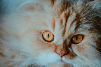 Картинка животные коты котёнок взгляд мордочка рыжий пушистый