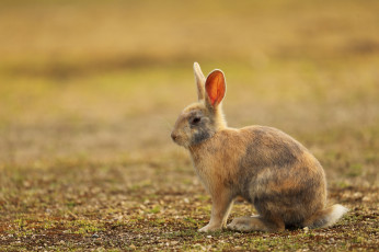 Картинка животные кролики +зайцы животное заяц природа