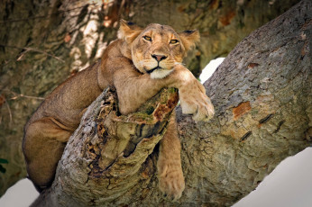 Картинка животные львы львица поза взгляд дикая кошка дерево модель на дереве