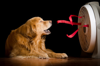 Картинка животные собаки дом вентилятор собака