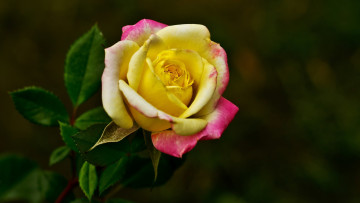 Картинка цветы розы яркая макро роза тёмный фон бутон
