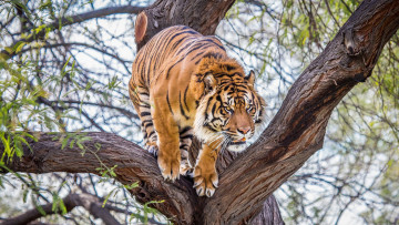 Картинка животные тигры тигр дерево зверь хищник
