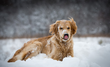 Картинка животные собаки друг снег взгляд собака