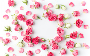 Картинка цветы розы romantic pink roses бутоны flowers