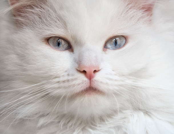 Обои картинки фото животные, коты, кошка, взгляд, голубые, глаза, пушистая, белая, мордочка