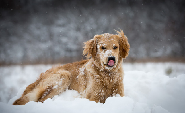 Обои картинки фото животные, собаки, друг, снег, взгляд, собака