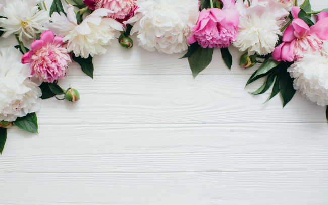 Обои картинки фото цветы, пионы, peonies, белые, white, flowers, розовые, бутоны, pink, wood