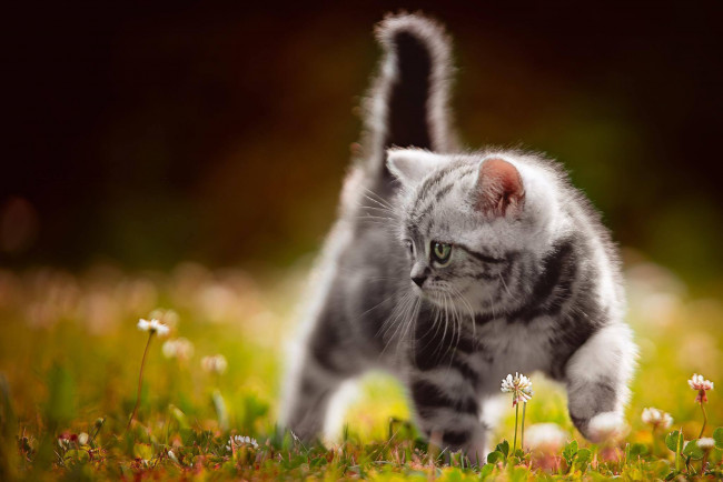 Обои картинки фото животные, коты, малыш, котёнок, прогулка, цветы, боке, серый
