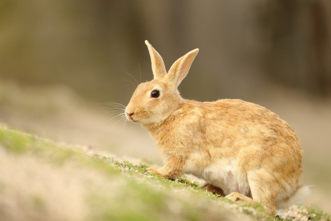 Обои картинки фото животные, кролики,  зайцы, природа, животное, заяц