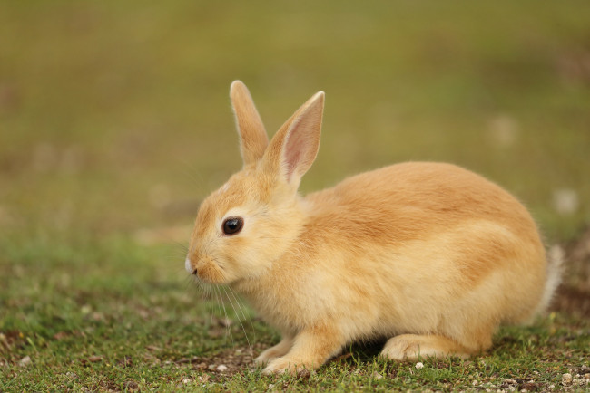 Обои картинки фото животные, кролики,  зайцы, природа, животное, заяц
