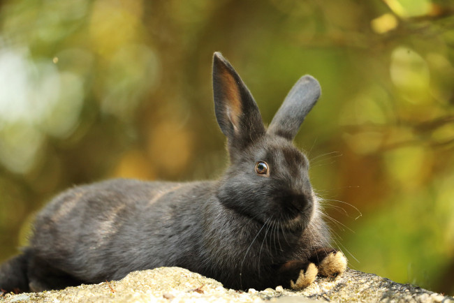Обои картинки фото животные, кролики,  зайцы, животное, заяц, природа