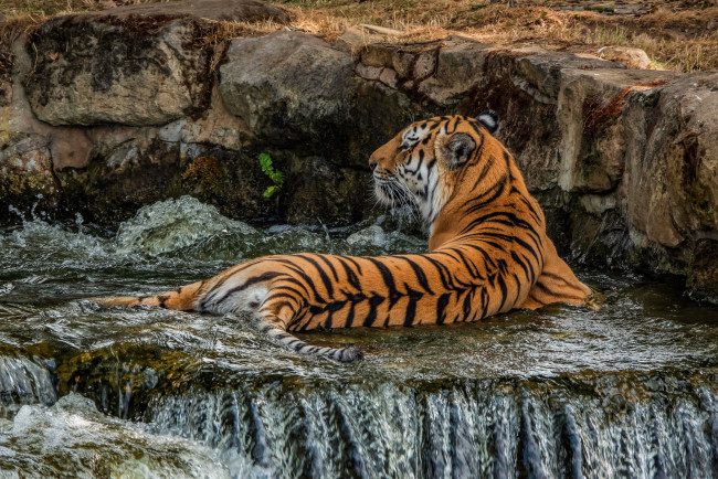 Обои картинки фото животные, тигры, природа, тигр, поза, камни, спина, водопад, купание, лежит, джакузи, дикая, кошка, зоопарк, прохлаждается