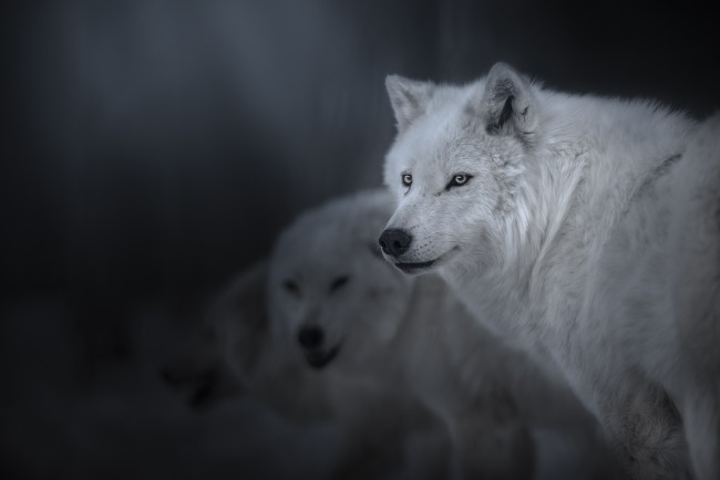 Обои картинки фото животные, волки,  койоты,  шакалы, полярный, волк, взгляд