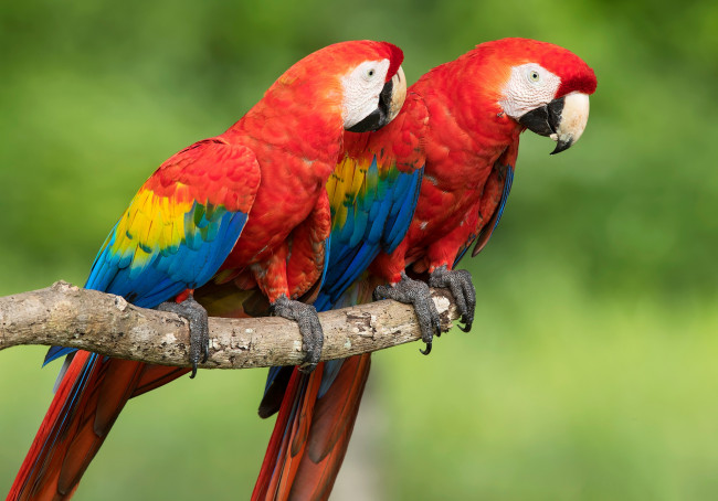 Обои картинки фото животные, попугаи, боке, красный, ара, фон, парочка, птицы