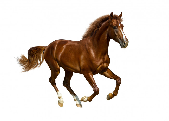 Обои картинки фото животные, лошади, галоп, гнедой, конь, лошадь