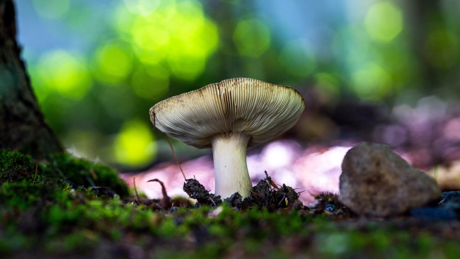Обои картинки фото природа, грибы, подгруздок