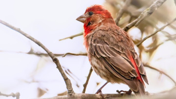 Картинка животные птицы домашний вьюрок house finch