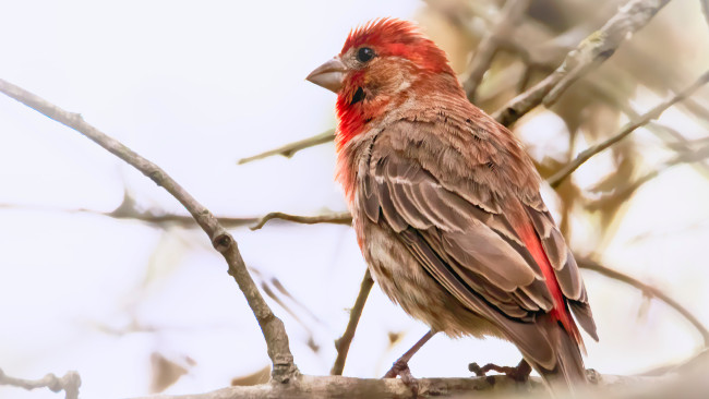 Обои картинки фото животные, птицы, домашний, вьюрок, house, finch