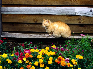 Картинка fenceline животные коты
