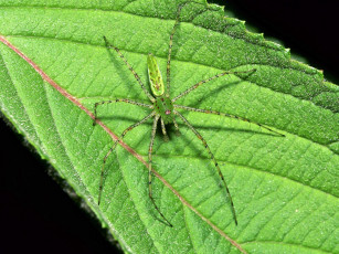 Картинка green lynx spider животные пауки