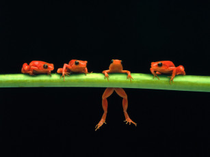 обоя hang, in, there, red, tree, frogs, животные, лягушки