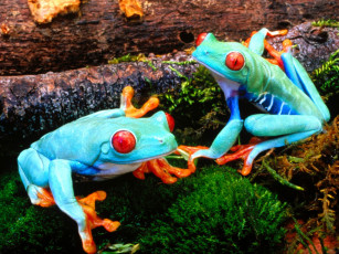 Картинка red eyed treefrog животные лягушки