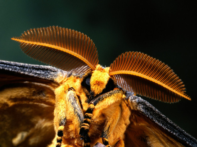 Обои картинки фото comet, moth, madagascar, животные, насекомые