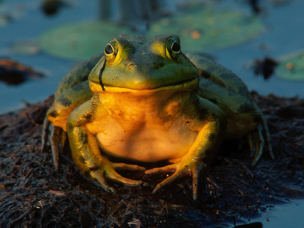 Обои картинки фото total, contentment, bullfrog, животные, лягушки