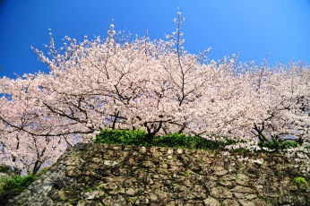 Картинка fukuoka castle ruins цветы сакура вишня Япония