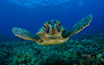 Картинка животные Черепахи море дно морской обитатель