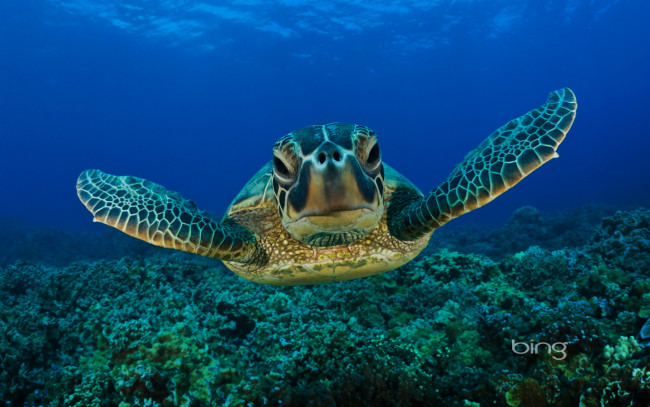 Обои картинки фото животные, Черепахи, море, дно, морской, обитатель