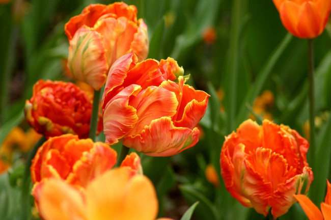 Обои картинки фото цветы, тюльпаны, яркий, оранжевый