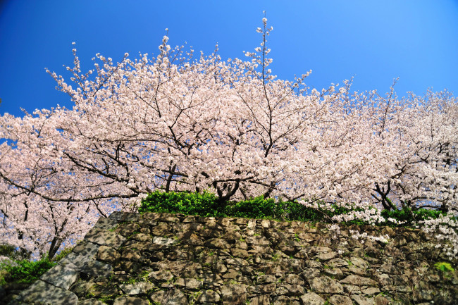 Обои картинки фото fukuoka, castle, ruins, цветы, сакура, вишня, Япония