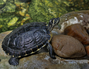 Картинка животные Черепахи черепаха