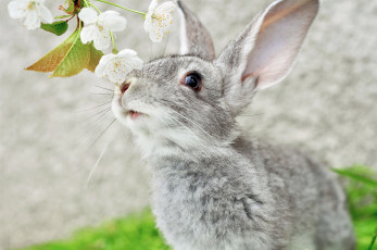 Картинка животные кролики зайцы уши мордоЧка кролик серый ветка усы